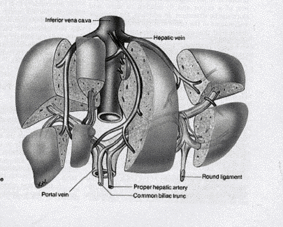 Gastro-entérologie Volume 3